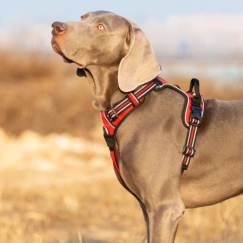 Truelove Pet Harness – Nylon Webbing with 3M Reflection & Adjustable Aluminum Alloy TLH56512