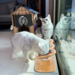 3-in-1 Cat Feeding Station – Raised Wooden Stand with Tilted Stainless Steel Bowls for Food & Water