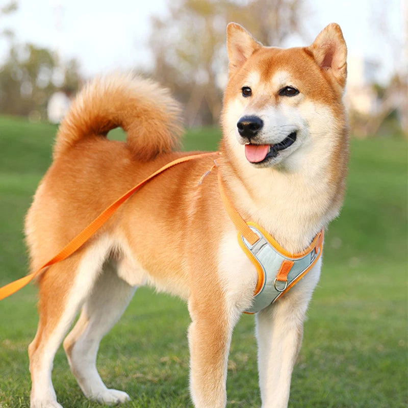 Adjustable Reflective Dog & Cat Harness with Leash – Comfortable, Breathable, and Safe for Small Pets