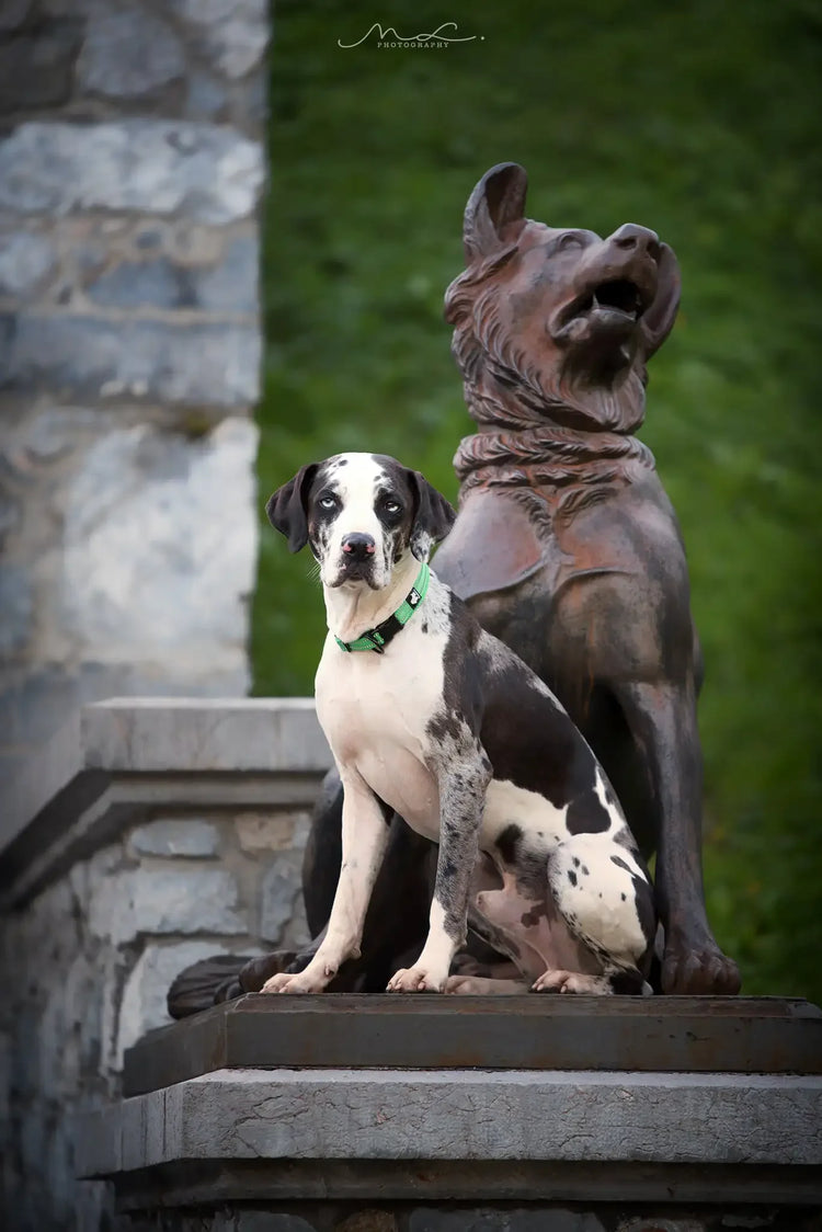 Truelove Nylon Dog Collar – Soft Padded, Reflective, Adjustable & Durable for Training and Everyday Use