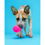 Medium Dog Toys Bacon Scented Squeaky Latex 3 Pack Dura Play Fetch Floatable Indoor Outdoor Durable Chew Toy