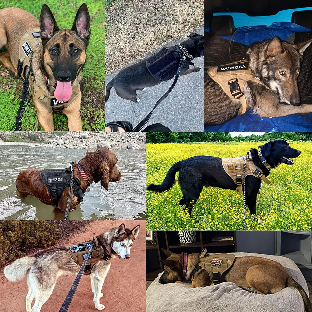Large Dog Harness & Leash Set – Training & Walking Vest with Collar