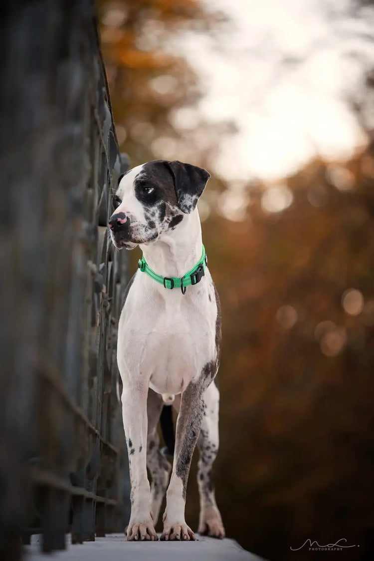 Truelove Nylon Dog Collar – Soft Padded, Reflective, Adjustable & Durable for Training and Everyday Use