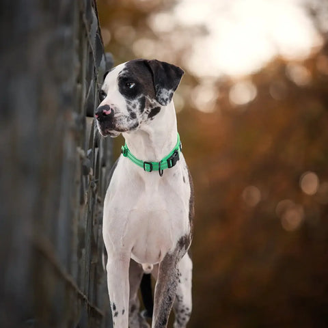 Truelove Nylon Dog Collar – Soft Padded, Reflective, Adjustable & Durable for Training and Everyday Use